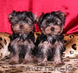 2 йоркширских щенков для продажи.... - Изображение #1, Объявление #65787
