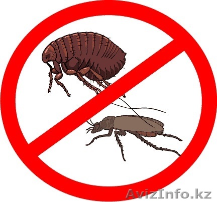 Дезинсекция (уничтожение вредоносных насекомых) - Изображение #1, Объявление #1380094