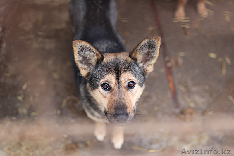 Ищу спонсора для постройки приюта для бездомных животных! - Изображение #1, Объявление #1527977