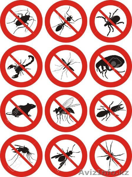  Дезинcекция и дератизация Кызылорда - Изображение #1, Объявление #1561298