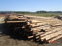 предприятие реализует пиломатериал - Изображение #3, Объявление #77170