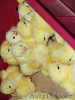 инкубаторы в кызылорда, Инкубатор для любых видов птиц - Изображение #6, Объявление #804716