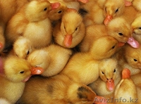 инкубаторы в кызылорда, Инкубатор для любых видов птиц - Изображение #7, Объявление #804716