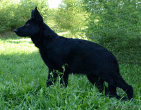 щенки немецкой овчарки чёрного и чепрачного окрасов - Изображение #3, Объявление #1177678