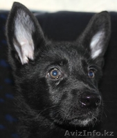 щенки немецкой овчарки чёрного и чепрачного окрасов - Изображение #1, Объявление #1177678