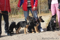 щенки немецкой овчарки чёрного и чепрачного окрасов - Изображение #4, Объявление #1177678