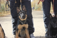 щенки немецкой овчарки чёрного и чепрачного окрасов - Изображение #2, Объявление #1177678