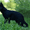 щенки немецкой овчарки чёрного и чепрачного окрасов - Изображение #3, Объявление #1177678