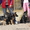 щенки немецкой овчарки чёрного и чепрачного окрасов - Изображение #4, Объявление #1177678