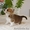 Вельш Корги Пемброк щенки из питомника «Nivas Joy»   - Изображение #2, Объявление #1582549