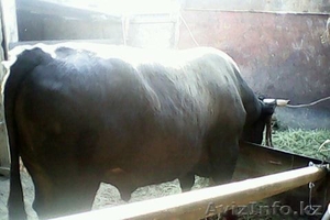 Продам быка-производителя - Изображение #2, Объявление #651841