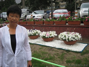 Продам  клумбовые цветы  : петунии,  сальвии,  тагетес,  шафран 