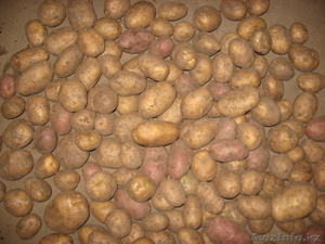 Продам картофель калиброванный продовольственный и семенной. - Изображение #2, Объявление #1229868