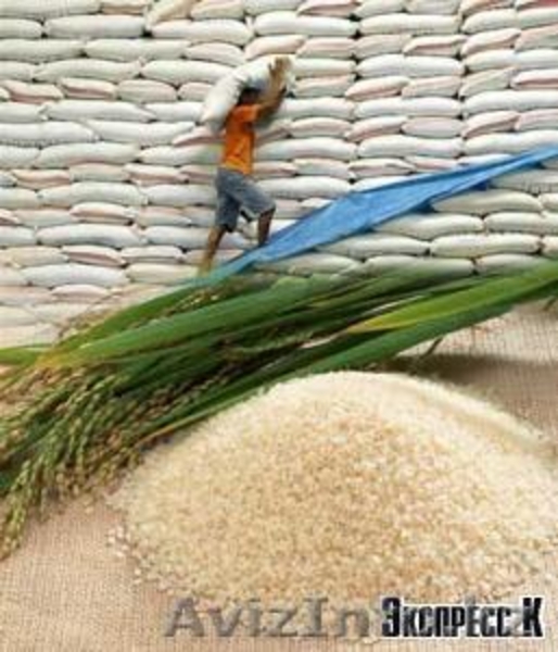 Продам рис Урожай 2013 года в неограниченном кол-ве город Кызылорда  - Изображение #9, Объявление #72768