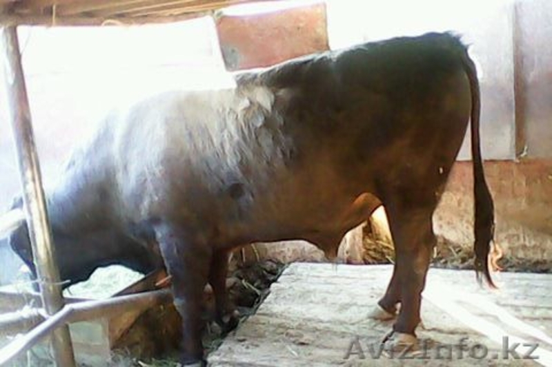 Продам быка-производителя - Изображение #1, Объявление #651841