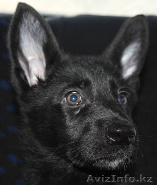 щенки немецкой овчарки чёрного и чепрачного окрасов - Изображение #1, Объявление #1177678