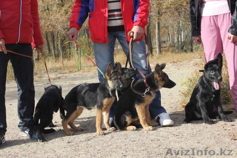 щенки немецкой овчарки чёрного и чепрачного окрасов - Изображение #4, Объявление #1177678