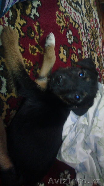 Пропала собака - член семьи - Изображение #1, Объявление #1401082