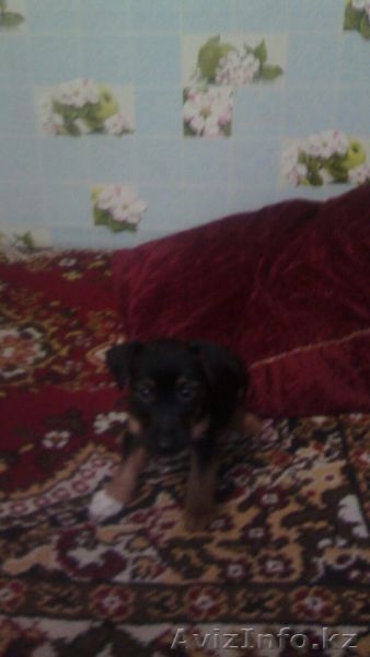 Пропала собака - член семьи - Изображение #2, Объявление #1401082