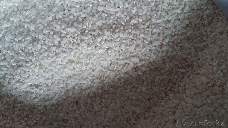 Продам самый лучший рис! - Изображение #2, Объявление #1505340